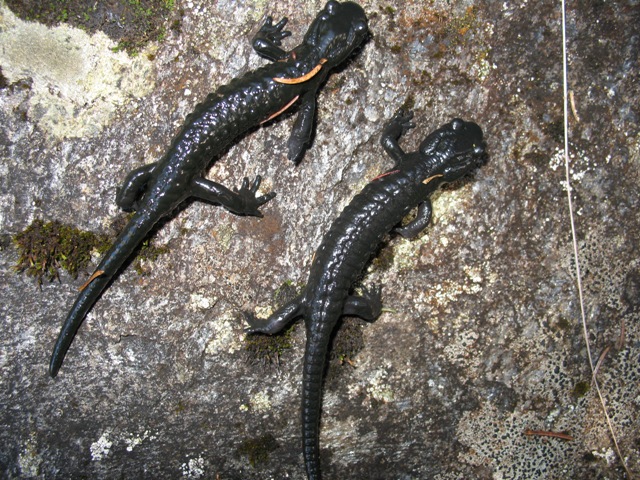 SALAMANDRA ATRA!